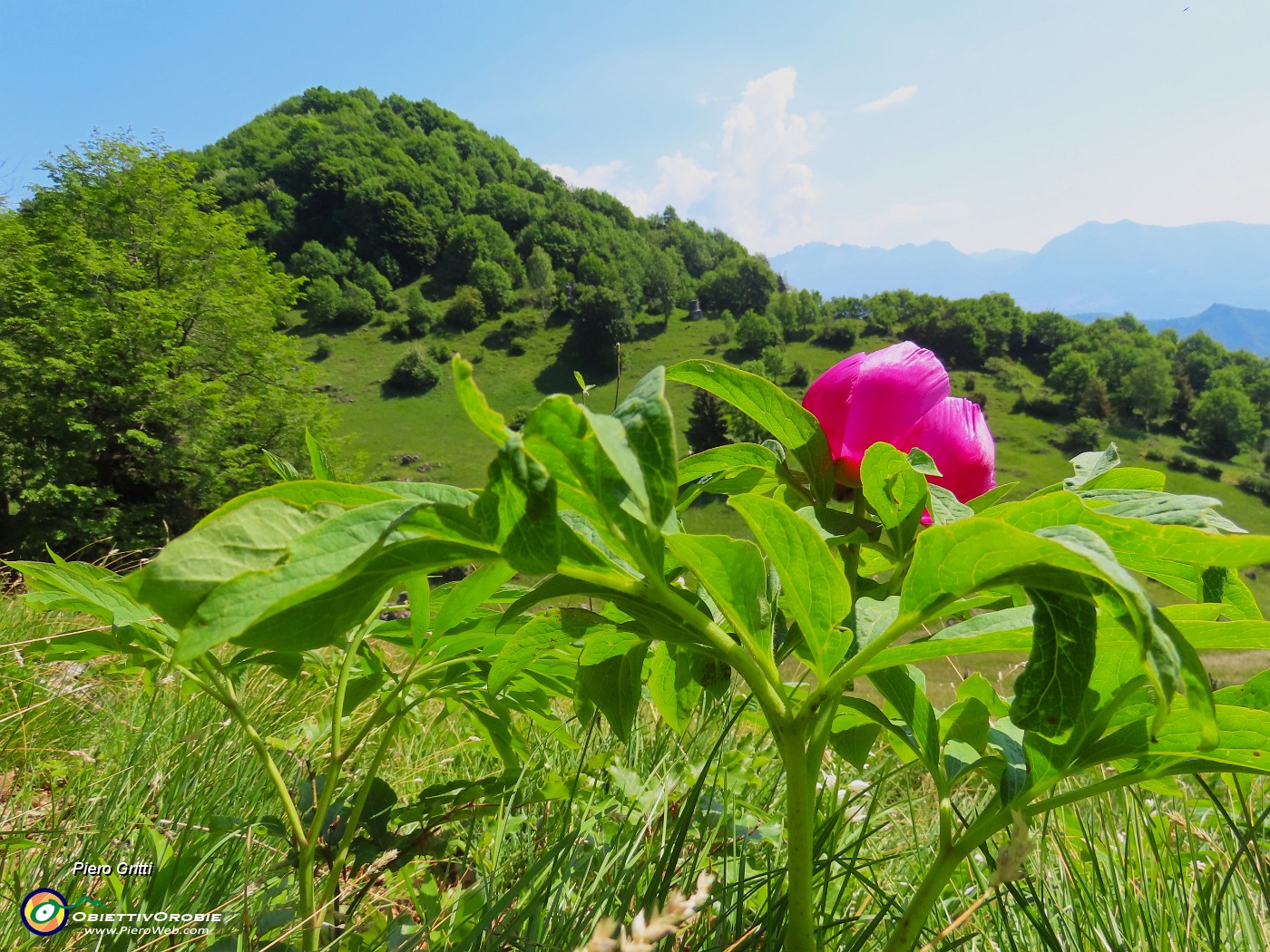 53 Paeonia officinalis- Peonia selvatica-Peonia dello Zucco.JPG